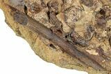 Hadrosaur (Edmontosaurus) Tendons in Sandstone - Wyoming #265692-1